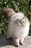 Buy Siberian Kittens | Royal Siberian Cattery - Omaha, NE