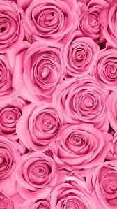 Rose Wallpaper Hd Tumblr For Walls For Mobile Phone Widescreen For Flower Background Iphone Flower Wallpaper Rose Wallpaper