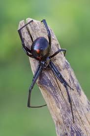 Severe black widow bite reactions tend to be in the form of muscle cramps or intense pain that spreads, versus changes to the bite itself. Black Widow Spider Bites 5 Year Old Massachusetts Family Warns Others Of Danger