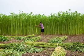 Image result for Corchorus argillicola