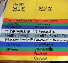 We did not find results for: 8 Cell Organelles Ideas Cell Organelles Organelles Teaching Science