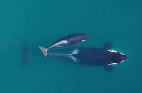 Orcas haben auch durch den kinofilm free willy viele herzen erobert. Artenschutz Im Pazifik Orcas Droht Der Schleichende Tod Panorama Stuttgarter Nachrichten