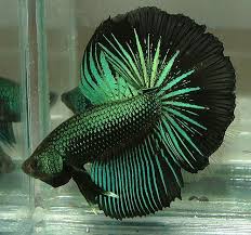 35 Different Types Of Betta Fish With Beautiful Pictures Betta Fish Types Betta Fish Betta