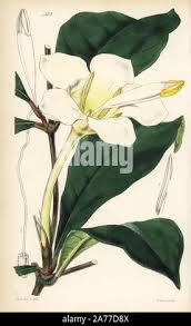 Image result for Rothmannia whitfieldii