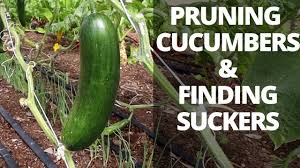 Most guides tell you to place zucchini plants at least 24″ apart. How To Prune Cucumber Plants On Trellis Identify Suckers Youtube