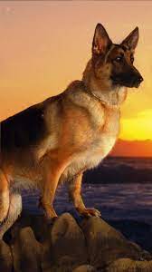 Black german shepherd dog german shepherd puppies german shepherds beautiful dogs animals beautiful beautiful images sweet dogs german shepherds obviously have strong genes, because dogs with some german shepherd in their lineage often bear a distinct resemblance to that. German Shepherd Wallpaper Dog Breeds German Shepherd Wallpaper Beautiful Alsatian Dog Puppies German Shepherd Dogs Live Wallpapers German Shepherd