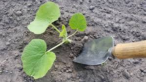 Der anbau von kürbis ( cucurbita) wird in deutschland immer beliebter. Kurbisse Pflanzen Pflegen Und Ernten Ndr De Ratgeber Garten