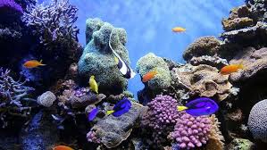 For the most realistic looking aquascape, you need to steer way clear of the diving dog and the treasure chest. How To Start A Saltwater Aquarium 10 Useful Tips For Beginners