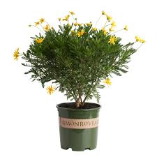 Image result for Euryops