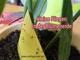 Als biologisches bekämpfungsmittel ist nematoden vorgesehen der austausch der gesamten blumenerde ist eine weitere möglichkeit, die larven der trauermücke schnell zu beseitigen. Kleine Fliegen In Der Blumenerde Bekampfen Trauermucken Philognosie