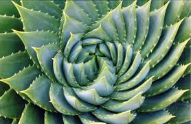 10 Recettes Maison Pour Ne Plus Jamais Utiliser De Shampooing Plants Succulents Fractals In Nature