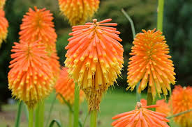 Image result for Kniphofia