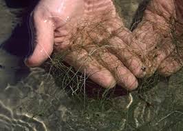 Image result for Eleocharis brainii