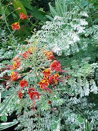 Image result for Caesalpinia rostrata