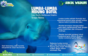 Maybe you would like to learn more about one of these? Ancol Taman Impian Ø¯Ø± ØªÙˆÛŒÛŒØªØ± Lumba Lumba Hidung Botol Atau Indo Pacific Bottlenose Dolphin Jenis Lumba Lumba Ini Yang Ada Di Ocean Dream Samudra Lohh Mereka Merupakan Mamalia Dikarenakan Hewan Tersebut Berkembang Biak Dengan