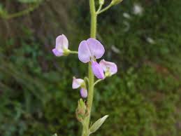 Image result for Desmodium uncinatum