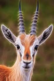 Reseller gazelle, the best time to sell an iphone 5s 16gb verizon model is in the . Fractalized Gazelle Wallpaper Download To Your Mobile From Phoneky