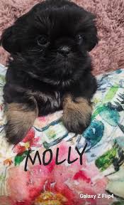 Shih-Tzu's of Southern States.