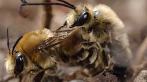 A photographer has filmed bee porn for your viewing pleasure | Mashable