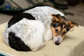 If not, how and when will you find out the stage? Stomach And Intestinal Inflammation In Dogs Symptoms Causes Diagnosis Treatment Recovery Management Cost