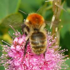 Image result for Bombus muscorum
