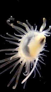 Image result for Selago cecilae