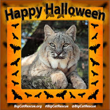 Happy Halloween With Images Big Cat Rescue Happy Halloween Big Cats