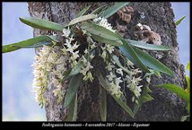 Image result for Rangaeris muscicola