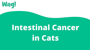 Swallowed items are a common cause of obstructions. Intestinal Cancer In Cats Symptoms Causes Diagnosis Treatment Recovery Management Cost