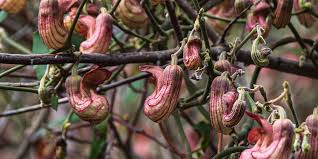 Image result for Aristolochia