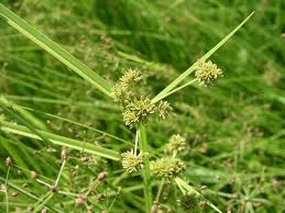 Image result for Cyperus difformis