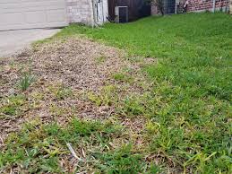 Augustinegrass plants will always have a few spots on the leaf blades, but the overall health of the turfgrass is not affected. Take All Patch In St Augustine Lawns Granulawn Inc Dallas Tx North Texas Lawn Maintenance Treatments And Turf Care Services 972 418 0037