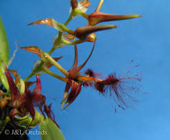 Image result for Bulbophyllum saltatorium