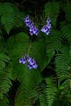 Image result for Streptocarpus eylesii × michelmorei