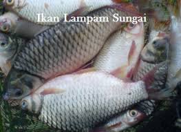 Ototnya yang kuat serta siripnya yang besar mampu memberi tentangan yang agak. Ikan Lampam Sungai Sangpemadan