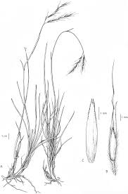 Image result for Andropogon fastigiatus