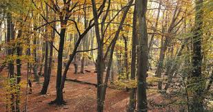Said legionnaires' disease bacteria could be present in water systems and could cause serious illness to staff when buildings reopen after a lengthy closure. Welcome To Epping Forest District Epping Forest