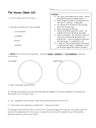 Maybe you would like to learn more about one of these? Cheek Cell Organelle Cell Biology
