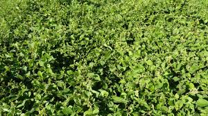 Image result for Neonotonia