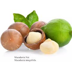 Image result for Macadamia aff. integrifolia