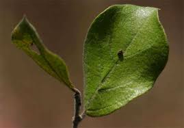 Image result for Combretum hereroense