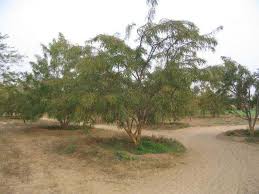 Image result for Phyllanthus udoricola