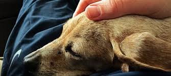 So we forcedly fed him by using the syringe since he stop eating. Saying Goodbye To Your Dog How To Know When It S Time