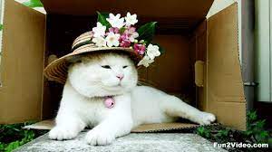 Pin By Rebecca Pollock On Gifs Animation Cute Animals Funny Cat Photos Cats