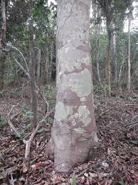 Image result for Cryptosepalum exfoliatum