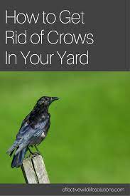 Account Suspended Crow Bird Wildlife Nature Wildlife Animals