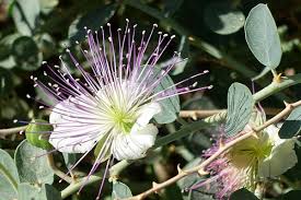 Image result for Capparis fascicularis