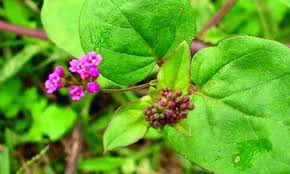 Punarnava Powder | Organic Mookirattai ...