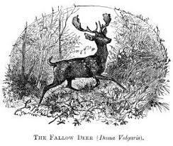 Black And White Deer Printable Fallow Deer Vintage Clip Art Clip Art Vintage Deer Illustration Art