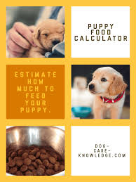 His size, exact age and breed each affect what and how much he you should feed him each day. Pin On Best Of Dog Care Knowledge